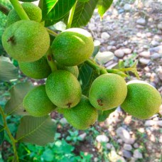 Саджанці грецького горіха Коренівський - 1-річний