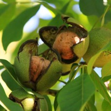 Саджанці грецького горіха НФ 18 (привитий) - 1-річний