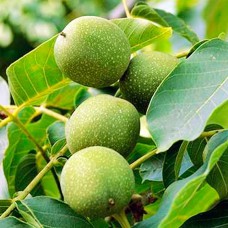 Саджанці грецького горіха Великан - 1-річний