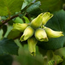 Саджанці фундука Трапезунд (відводок) - 2-річний