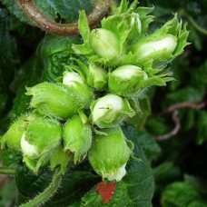 Саджанці фундука Вебба Цінний (відводок) - 2-річний