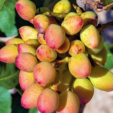 Саджанці фісташки Гірська Перлина - 1-річний