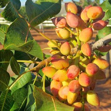 Саджанці фісташки Киргизська - 1-річний