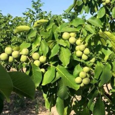 Саджанці грецького горіха Іван Багряний (привитий)