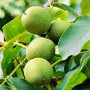 Саженцы грецкого ореха Великан - 2-летний