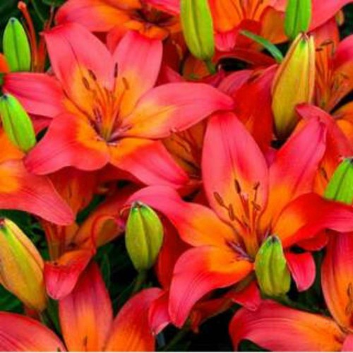 Саженцы азиатской лилии Lilium Asiatic Matrix (Матрикс)