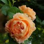 Саженцы плетистых роз Полька 91
