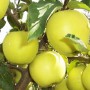 Саженцы яблони Снежный Кальвиль - 1-летний