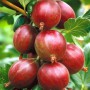Саженцы крыжовника Мюнхгаузен