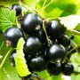 Саженцы смородины Краса Львова