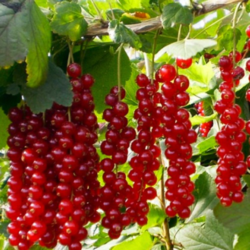 Саженцы смородины Ровада