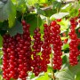 Саженцы смородины Ровада