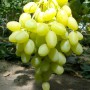 Саженцы винограда Ландыш - 2-летний