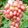 Саженцы винограда Ливия - 2-летний