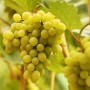Саженцы винограда Лора - 2-летний