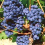 Саженцы винограда Мускат Блау - 2-летний
