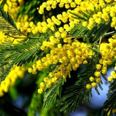 Саджанці мімози Acacia Dealbata