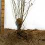Саженцы гибискуса махрового Пурпуреа Вариегата