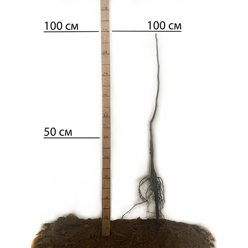 Саджанці грецького горіха Буковинський 1 - 1-річний