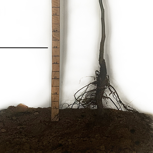 Саджанці грецького горіха Буковинський 1 - 2-річний