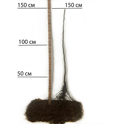 Саджанці грецького горіха Буковинський 1 - 2-річний