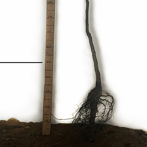 Саджанці грецького горіха Буковинський 1 - 3-річний