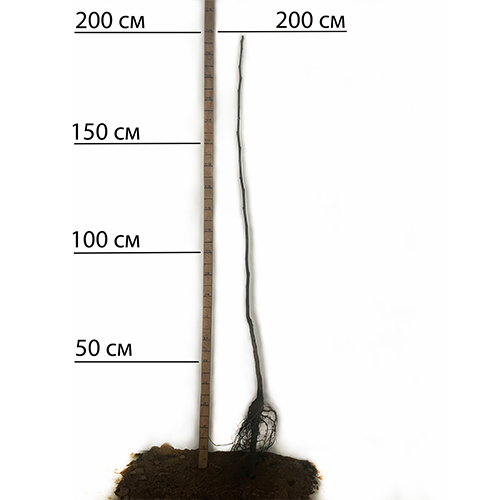 Саджанці грецького горіха Буковинський 1 - 3-річний