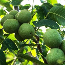 Саджанці грецького горіха Чандлер (привитий) - 1-річний