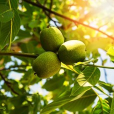 Саджанці грецького горіха Чернівецький 1 (привитий) - 1-річний