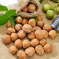 Саджанці грецького горіха Дует (привитий) - 1-річний