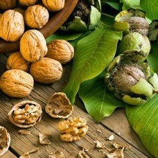 Саджанці грецького горіха Елізабет (привитий) - 1-річний