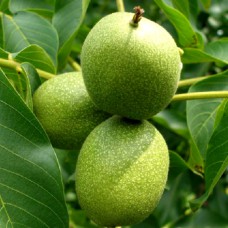 Саджанці грецького горіха Гігант (привитий) - 1-річний