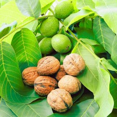 Саджанці грецького горіха Ідеал (привитий) - 1-річний