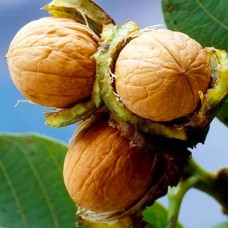 Саджанці грецького горіха Кардинал (привитий) - 1-річний