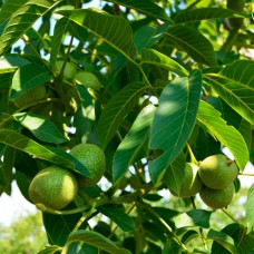 Саджанці грецького горіха Піщанський (привитий) - 1-річний