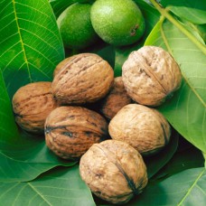 Саджанці грецького горіха Президент (привитий) - 1-річний