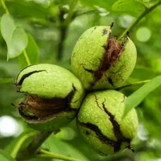 Саджанці грецького горіха Прикарпатський (привитий) - 1-річний