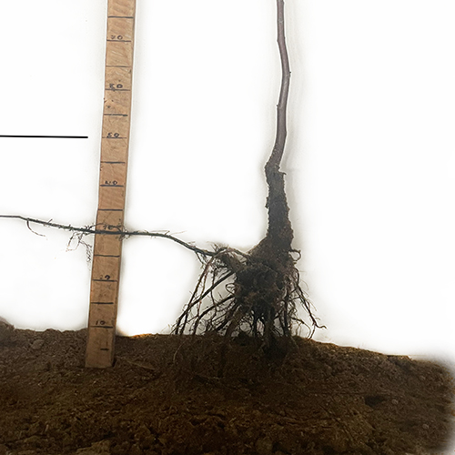 Саджанці грецького горіха Чандлер (привитий) - 2-річний