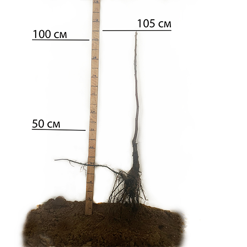 Саджанці грецького горіха Чандлер (привитий) - 2-річний