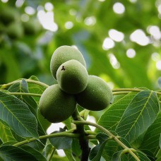 Саджанці грецького горіха Садко (привитий) - 1-річний