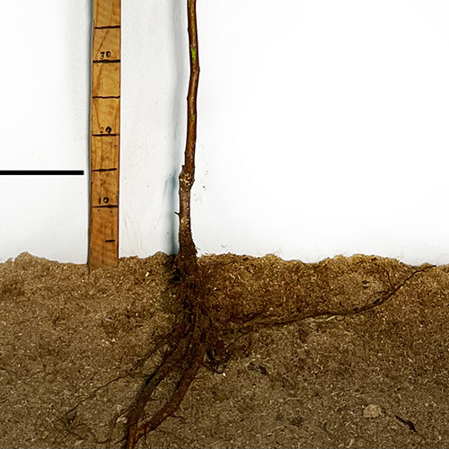 Саджанці мигдалю Делон (привитий) - 1-річний