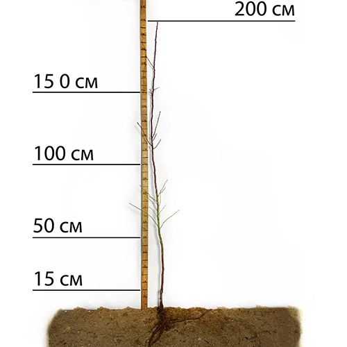 Саджанці мигдалю Делон (привитий) - 1-річний
