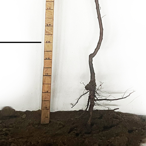 Саджанці мигдалю Амаретто (привитий) - 2-річний