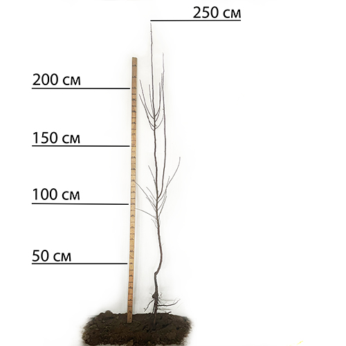 Саджанці мигдалю Амаретто (привитий) - 2-річний