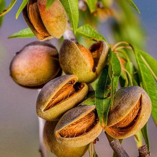 Саджанці мигдалю Десертний (привитий) - 1-річний