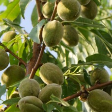 Саджанці мигдалю Туоно (привитий) - 1-річний