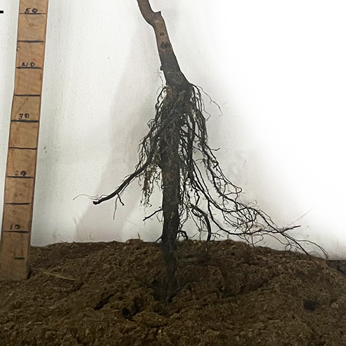 Саджанці пекана Kiowa (Кайова) - 3-річний