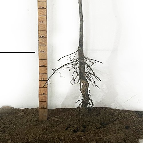 Саджанці пекана Cape Fear (Кейп Фір) - 4-річний