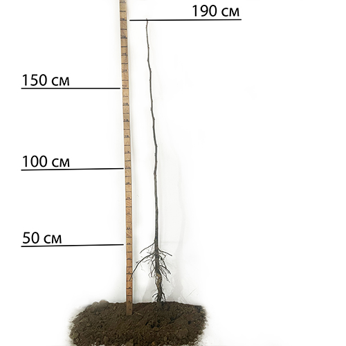Саджанці пекана Cape Fear (Кейп Фір) - 4-річний
