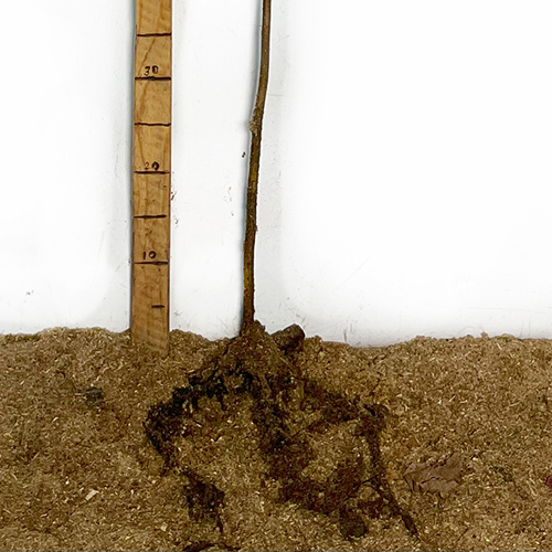 Саджанці фундука Катерина (відводок) - 2-річний